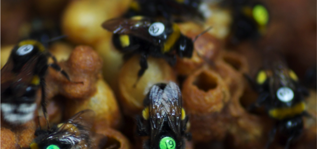 Individually numbered workers in a Bombus terrestris colony.