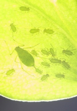 Aphid reproduction