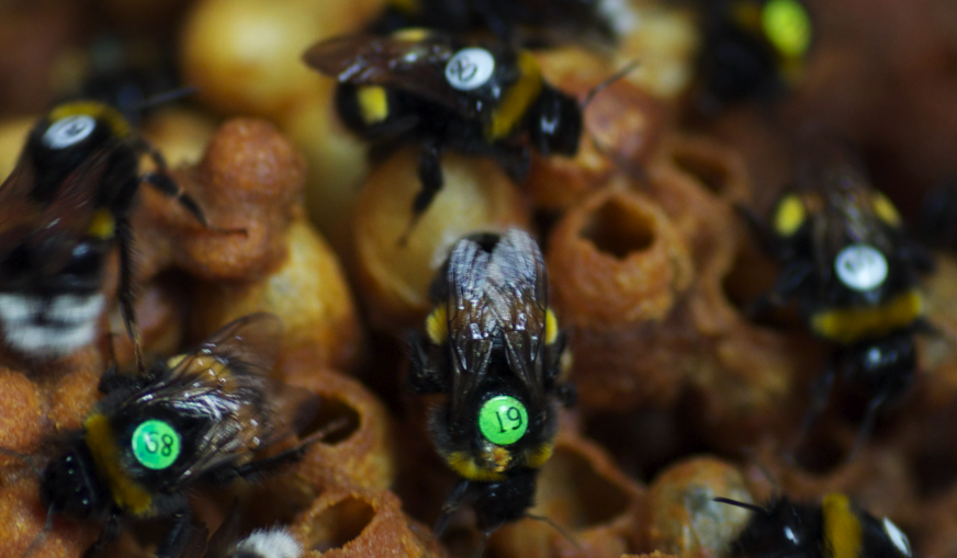 Seth M Barribeau | Bugs, Parasites, Evolution